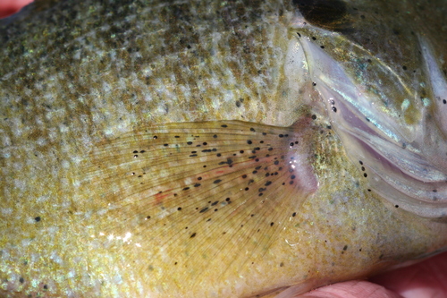 Uvulifer ambloplitis · iNaturalist