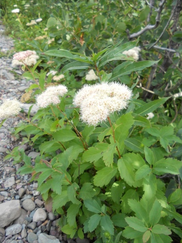 shinyleaf spirea (Spiraea lucida)