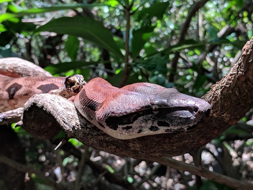 Madagascar Ground Boa