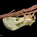 Oslaria viridifera - Photo (c) Alice Abela, todos los derechos reservados