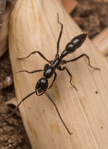 Leptogenys chinensis · iNaturalist