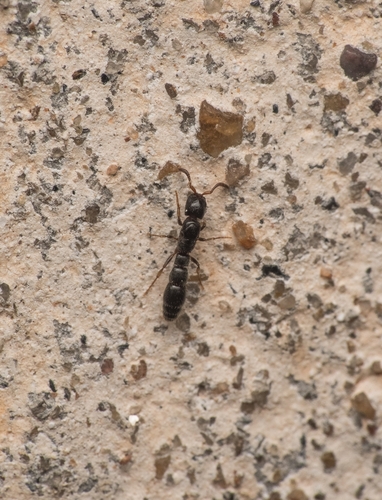 Lioponera anokhaLioponera anokha