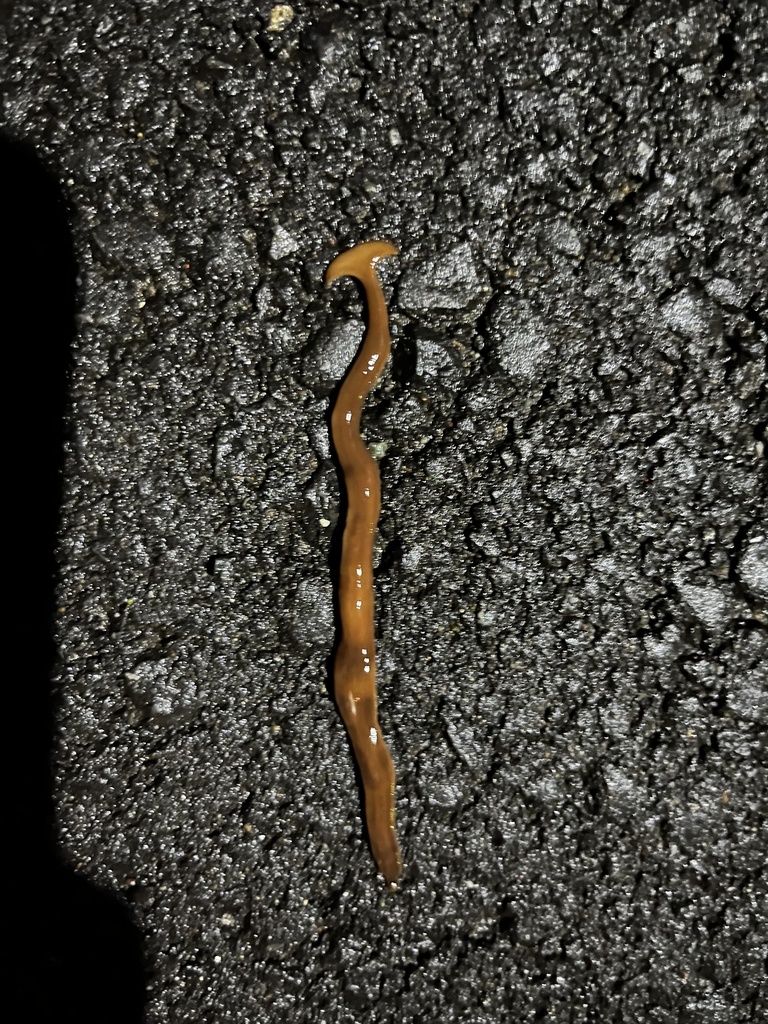 broadhead planarians from 山の根3丁目, 逗子市, 神奈川県, JP on March 19, 2023 at 12
