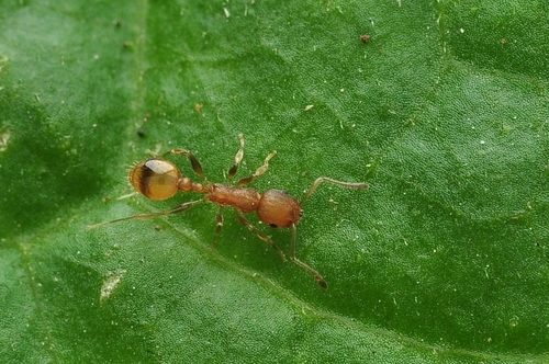 Temnothorax confuciiTemnothorax confucii
