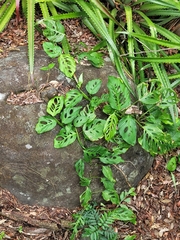 Monstera adansonii image