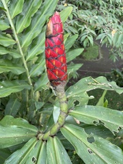 Costus pulverulentus image