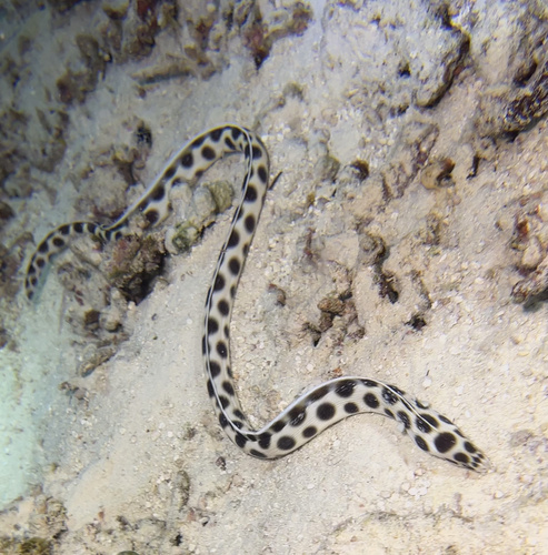 Tiger Snake Eel — seen at this dive site