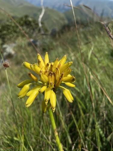 Aloe craibii