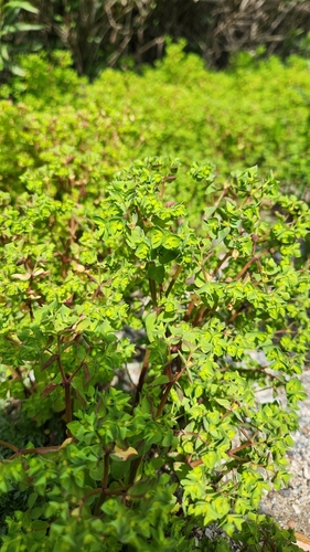 iNaturalist observation photo of Petty Spurge