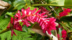 Alpinia purpurata image