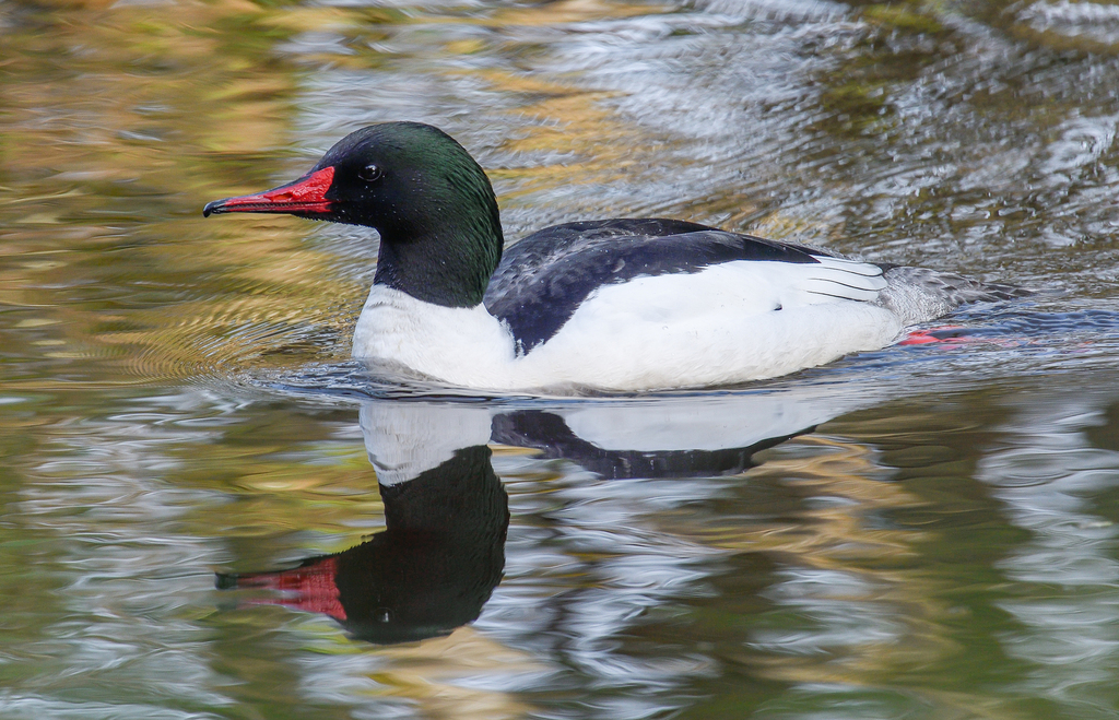 Common Merganser From Vancouver British Columbia Canada On April 15 