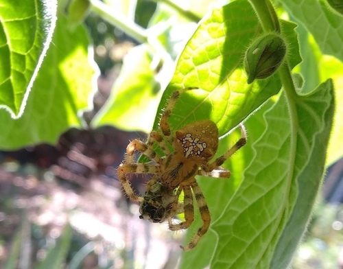 Pale Cross Orbweaver