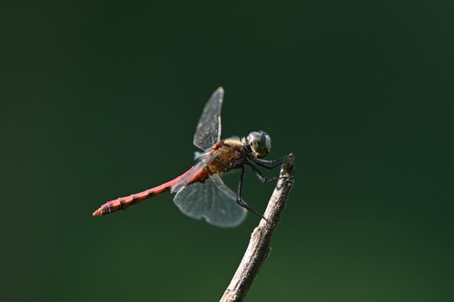 Sympetrum cordulegaster