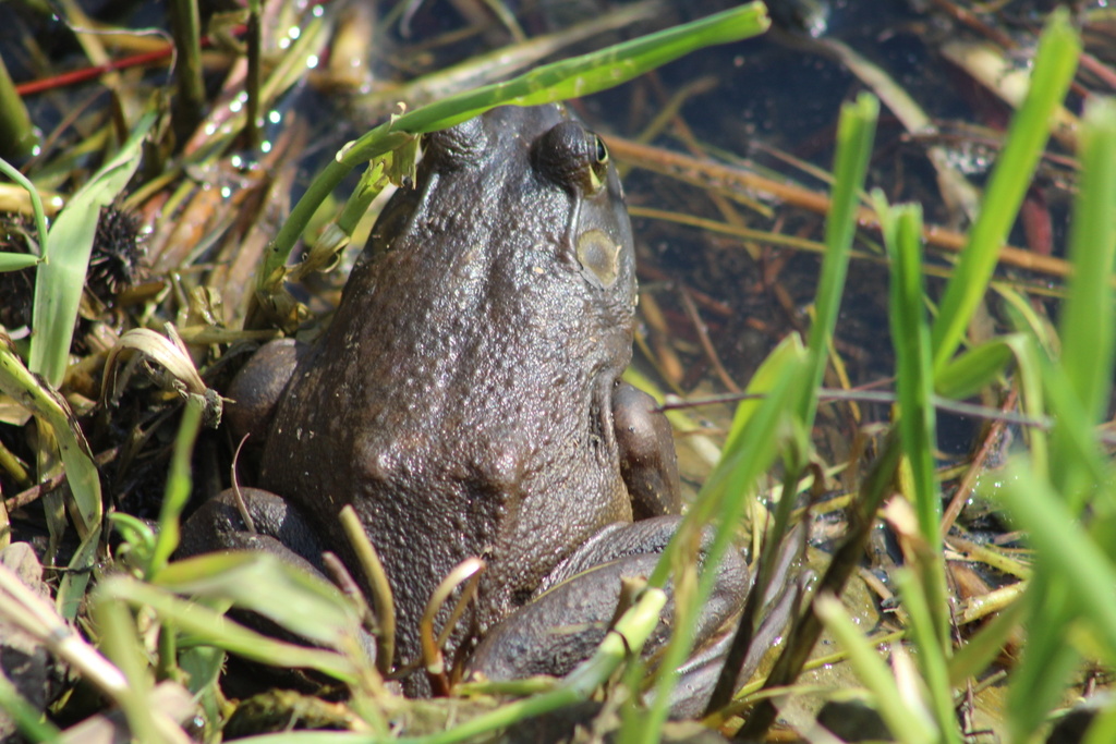 American Bullfrog from Hillman Marsh Conservation Area, Leamington, ON ...