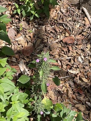 Ruellia inundata image