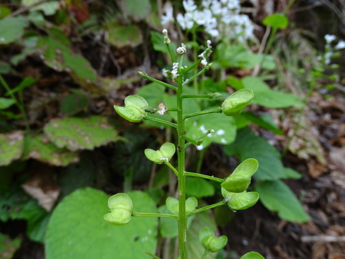 Caucasian Penny-cress