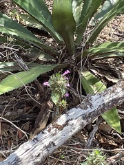 Ruellia inundata image