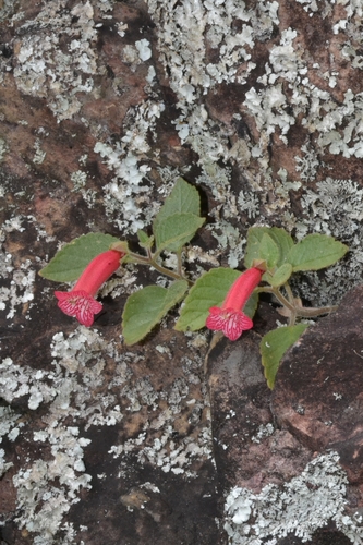 Sinningia harleyi