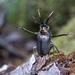 Southern South American Stag Beetles - Photo (c) Daniela Díaz, all rights reserved, uploaded by Daniela Díaz