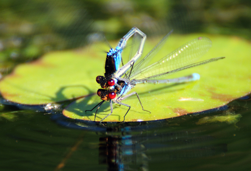 Red-eyed Damselfly