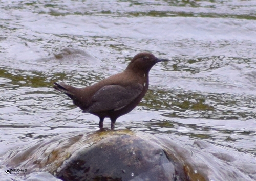 Brown Dipper