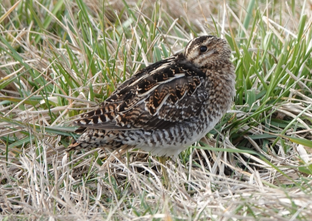 Wisconsin Snipe Wilson's Snipe from 08349 on March 18, 2023 at 09:29 AM by Tk ...