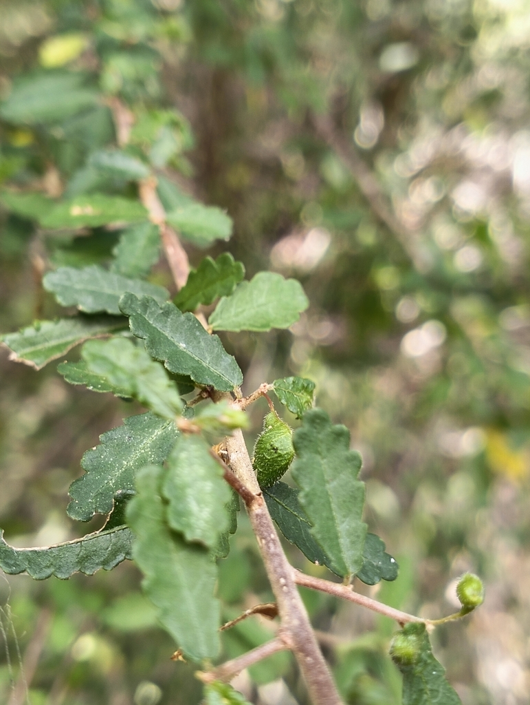 three-seeded mercuries from Ogmore QLD 4706, Australia on March 17 ...