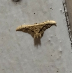 Image of Idaea elata