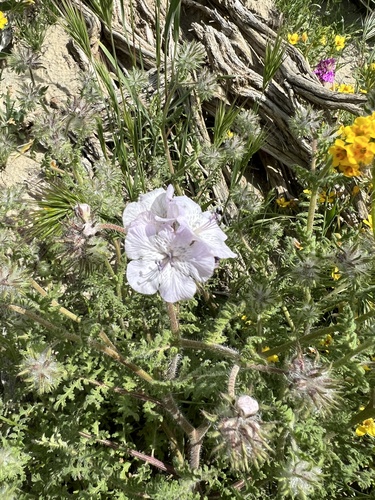 Phacelia vallis-mortae var. heliophila