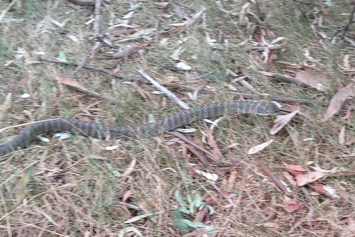 Tiger Snake sighting