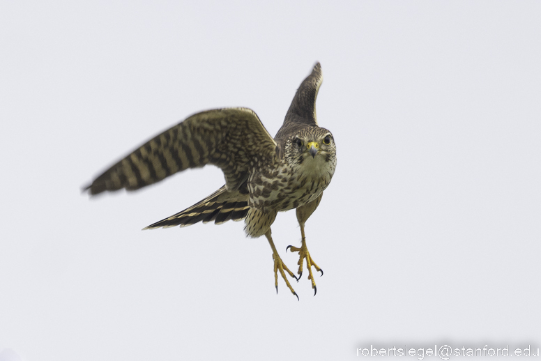 Merlin from 799 Phelan Ave, San Jose, CA 95112, USA on March 18, 2023 ...