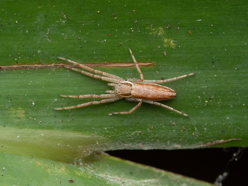 Philodromus rufus nuotrauka