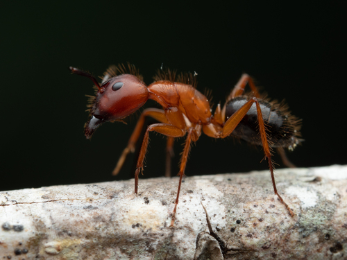 Florida Carpenter Ant