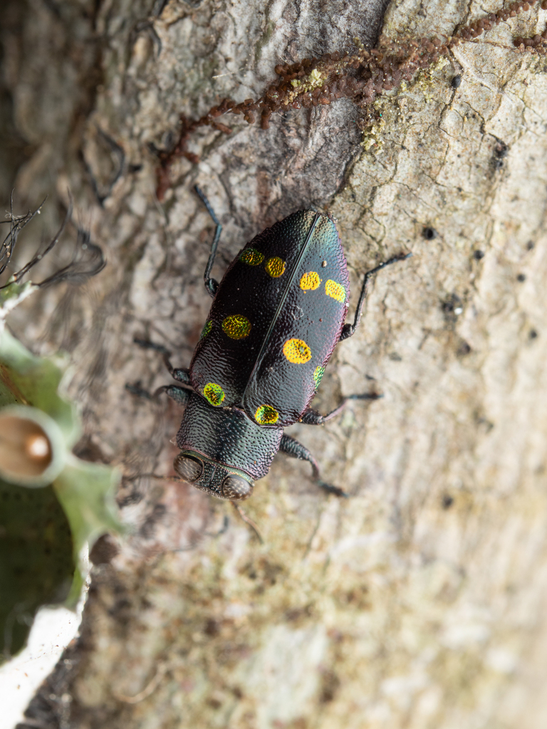 Chrysobothris chrysoela from Hillsborough County, FL, USA on March 7