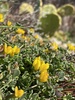Grey Bird's-Foot-Trefoil - Photo (c) Francis Parthenicum, all rights reserved, uploaded by Francis Parthenicum