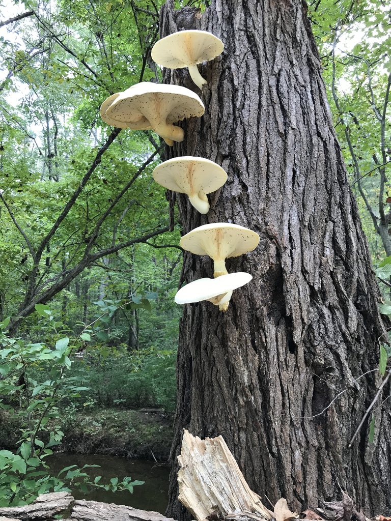 Oyster Mushrooms from 6901 E Independence Blvd, Charlotte, NC, US on
