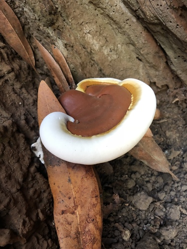 Ganoderma polychromum