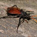 Entypus ferruginipennis - Photo 由 RAP 所上傳的 (c) RAP，保留所有權利