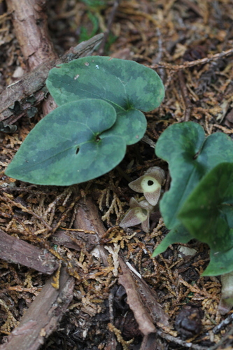 Asarum kinoshitae