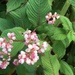 Lesser Knotweed - Photo (c) kathiemcc, all rights reserved