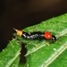 Large Whiplash Rove Beetles - Photo (c) Chien-Jen Wang, all rights reserved, uploaded by Chien-Jen Wang