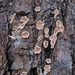 Aleurodiscus oakesii - Photo (c) Larry Clarfeld, algunos derechos reservados (CC BY-NC), subido por Larry Clarfeld
