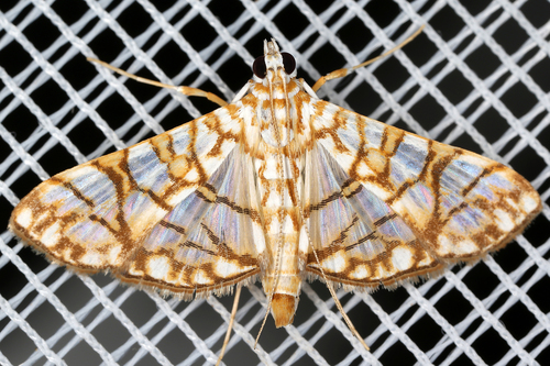 Pyraustinae image