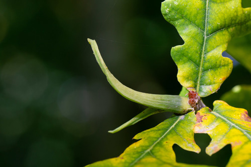 Ram's Horn Gall Wasp