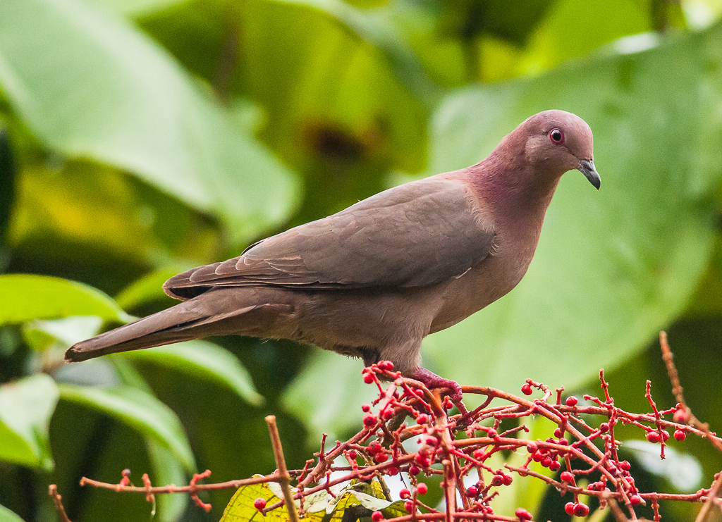 Short-billed Pigeon (Patagioenas nigrirostris) photo