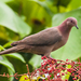 Short-billed Pigeon - Photo (c) Perk, all rights reserved, uploaded by Perk