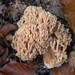 Yellow-tipped Coral Fungus - Photo (c) Pietrocnp, all rights reserved, uploaded by Pietrocnp