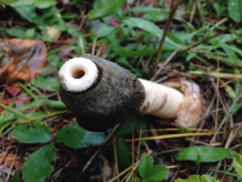 Ravenel's stinkhorn