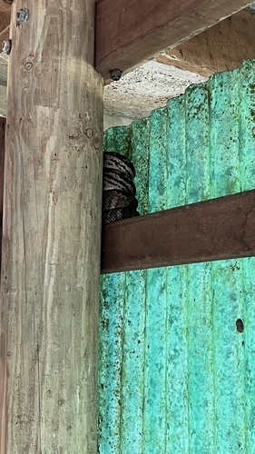 Australian Scrub Python sighting