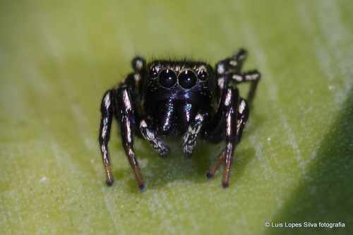Heliophanus kochii